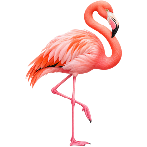 Flamingo Clipart PNG Free
